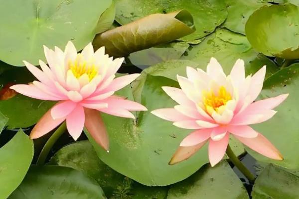 睡莲的花语,寓意纯真、圣洁等