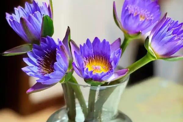 睡莲的花语,寓意纯真、圣洁等