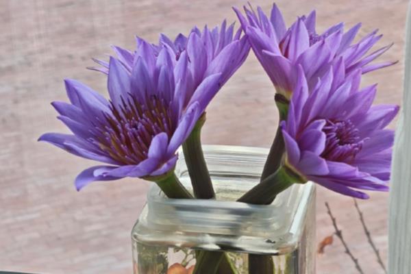 睡莲的花语,寓意纯真、圣洁等