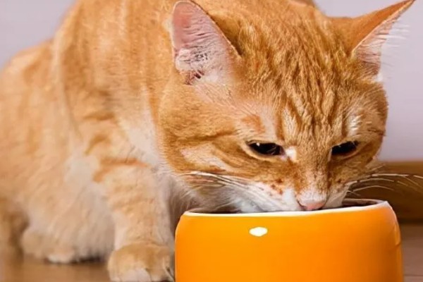 猫咪怀孕后要注意什么,按照少食多餐的方式喂食