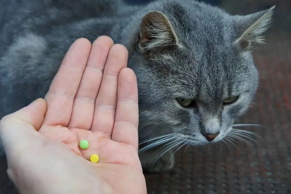 猫咪怀孕后要注意什么,按照少食多餐的方式喂食