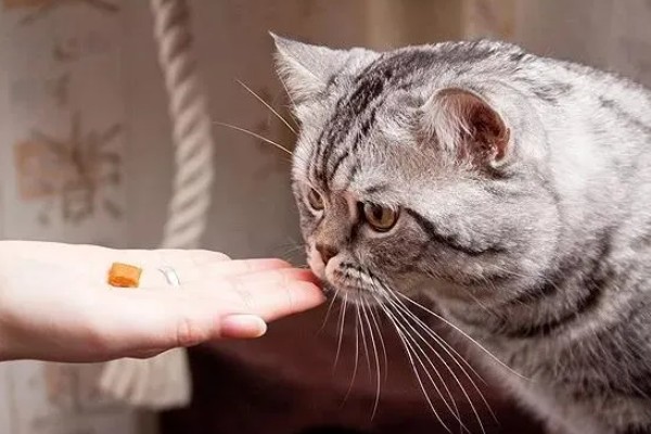 猫咪怀孕后要注意什么,按照少食多餐的方式喂食