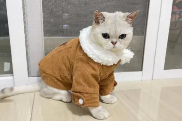 猫咪怀孕后要注意什么,按照少食多餐的方式喂食