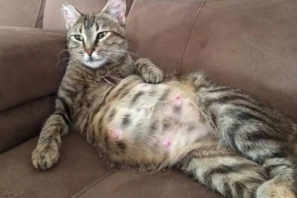 猫咪怀孕后要注意什么,按照少食多餐的方式喂食