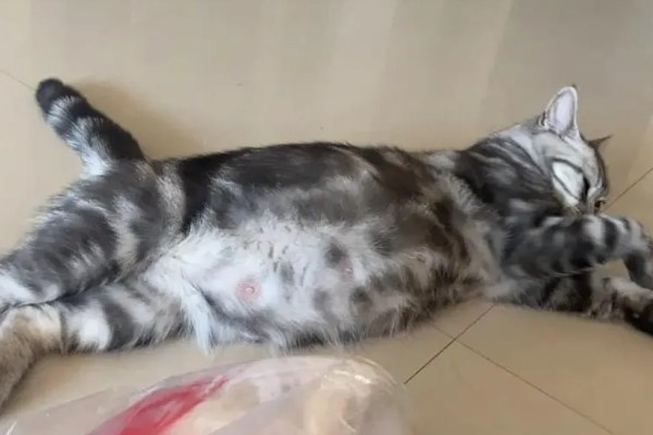 猫咪怀孕后要注意什么,按照少食多餐的方式喂食