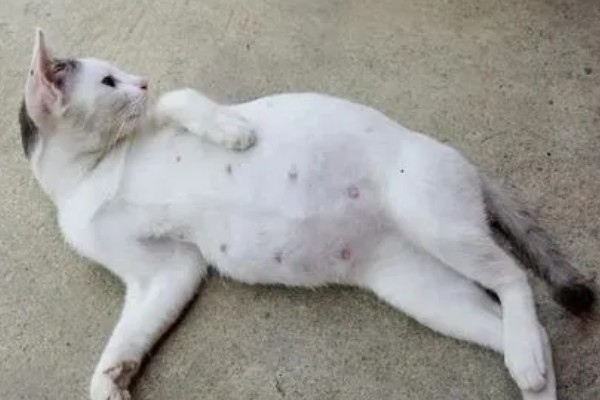 猫咪怀孕后要注意什么,按照少食多餐的方式喂食