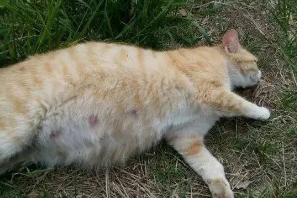 猫咪怀孕后要注意什么,按照少食多餐的方式喂食