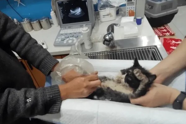 猫咪怀孕后要注意什么,按照少食多餐的方式喂食
