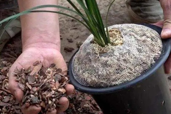 用松树皮种兰花要不要加土，添加土壤有利于根系生长发育