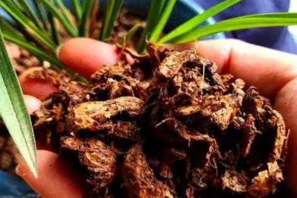 用松树皮种兰花要不要加土，添加土壤有利于根系生长发育