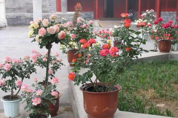 月季的花期有多长时间,可以长达200多天