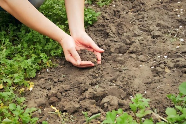 微生物肥料和化肥的关系,是一种互补、相辅相成的关系