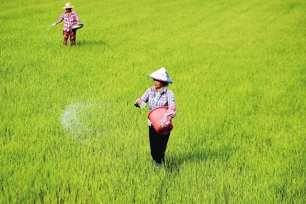 微生物肥料和化肥的关系,是一种互补、相辅相成的关系