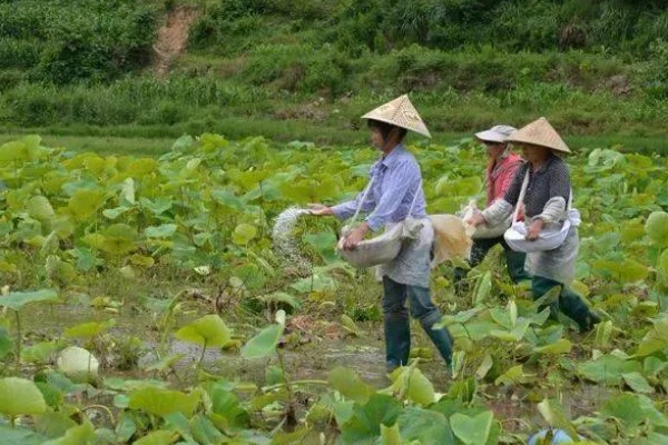 微生物肥料和化肥的关系,是一种互补、相辅相成的关系