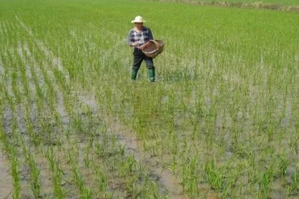 微生物肥料和化肥的关系,是一种互补、相辅相成的关系