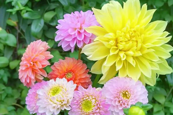 怎么养殖大丽花，生长期追施4-5次饼肥