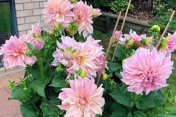 怎么养殖大丽花，生长期追施4-5次饼肥