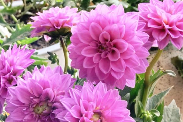 怎么养殖大丽花，生长期追施4-5次饼肥