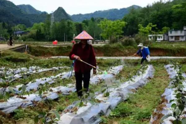 农用土霉素怎么使用，研磨成粉再兑水喷雾