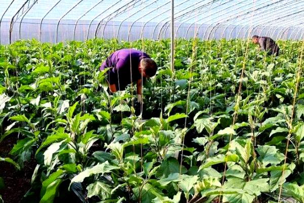农用土霉素怎么使用，研磨成粉再兑水喷雾