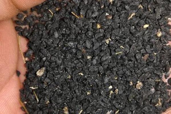 洋葱怎么种植,在每年春季的3-4月份种植