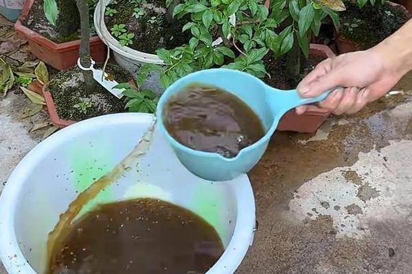 大花惠兰的换盆时间,秋季换盆对植株的伤害最小