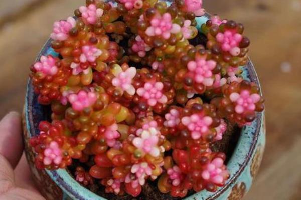 红浆果多肉植物如何养殖,适宜生长在光照充足的环境中