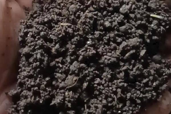 红浆果多肉植物如何养殖,适宜生长在光照充足的环境中