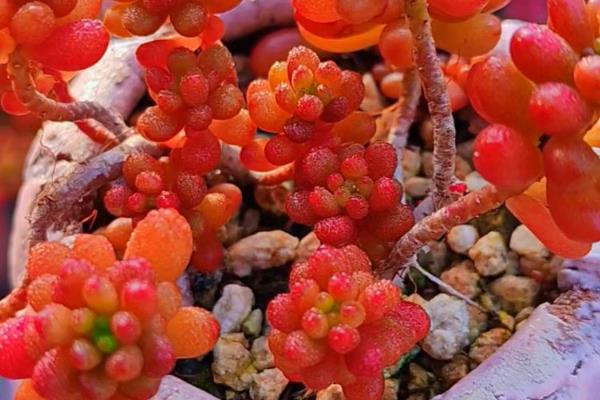 红浆果多肉植物如何养殖,适宜生长在光照充足的环境中