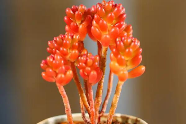 红浆果多肉植物如何养殖,适宜生长在光照充足的环境中