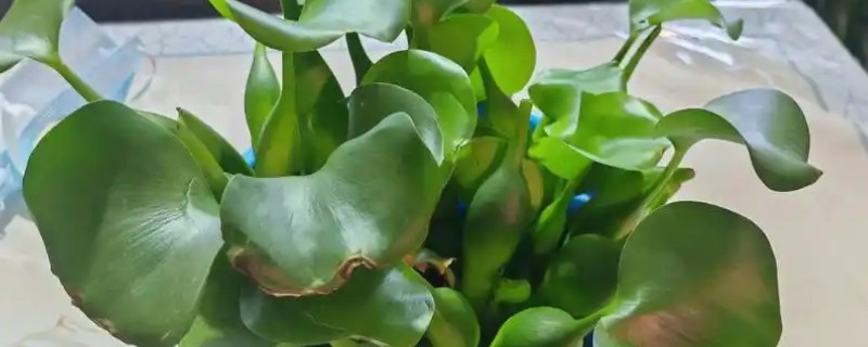 水葫芦可以养在室内吗，可以养在室内