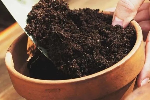 忽地笑的播种方法,选择透气性较好的花土种植