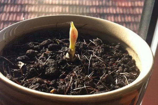 忽地笑的播种方法,选择透气性较好的花土种植