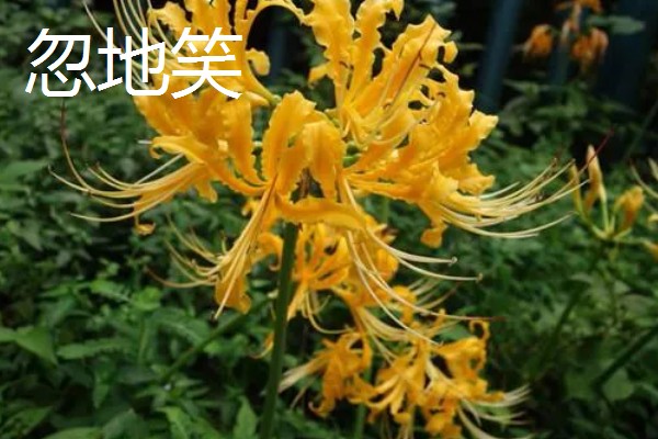 忽地笑的播种方法,选择透气性较好的花土种植