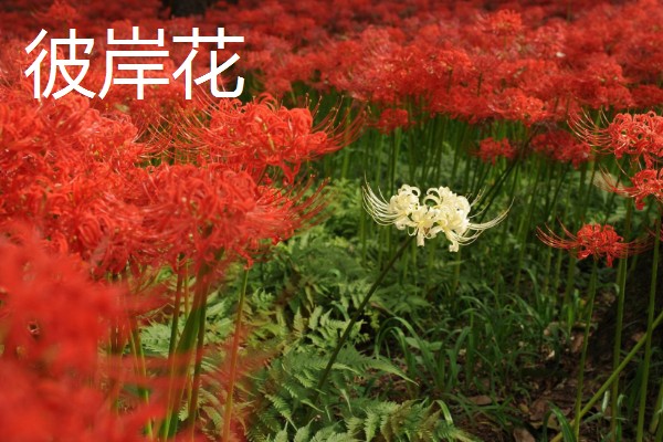 忽地笑的播种方法,选择透气性较好的花土种植
