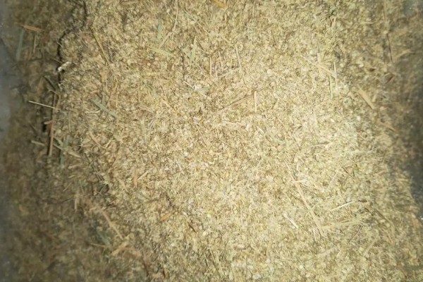 平菇菌包怎么种植,每天要对菌包两头喷水