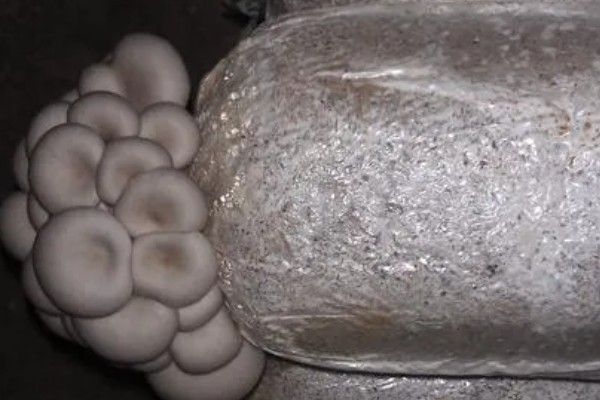 平菇菌包怎么种植,每天要对菌包两头喷水