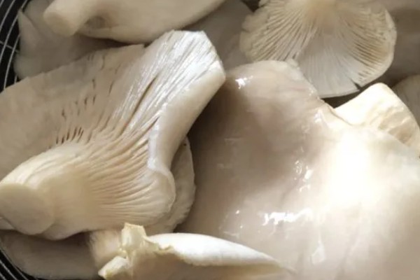 平菇菌包怎么种植,每天要对菌包两头喷水