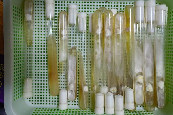 平菇菌包怎么种植,每天要对菌包两头喷水