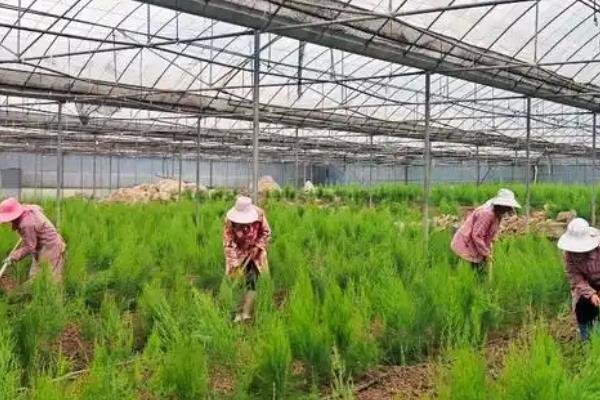 芦笋的外形特征，其株型矮小且根系比较纤细