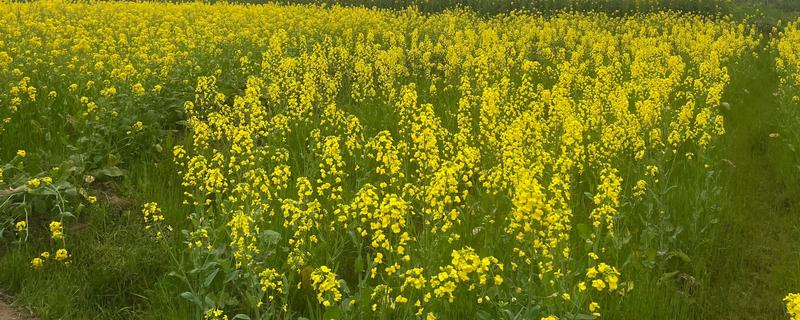 高产的油菜品种，有秦优797、中油杂501等