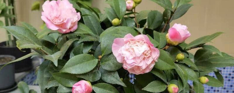 养好香妃茶花的方法，春秋季节每隔2-3天浇一次水
