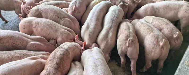 养猪用什么粗饲料，以干草、农副产品类为主