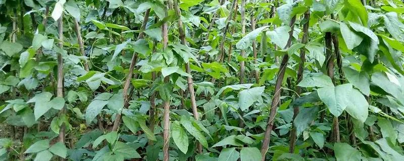 四季豆种植如何搭架，植株有30厘米时即可进行