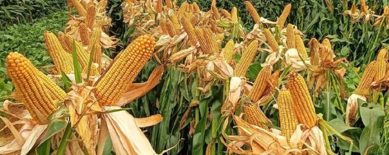 兆和815玉米种的特征特性，从出苗至成熟需要121天左右