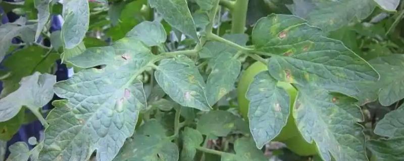 番茄灰叶斑病危害特征，初期叶片布满暗绿色的小斑点