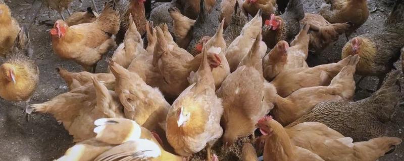 夏季养鸡容易得哪种病，容易中暑或得球虫病等
