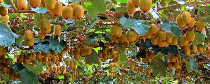 猕猴桃的种植方式，标准株行距为4.6米×6米