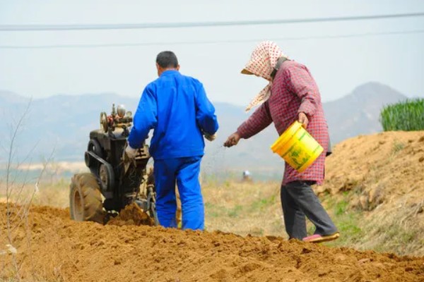 葱要怎样种植，播种后覆盖上塑料薄膜