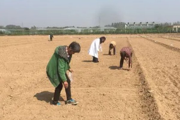 葱要怎样种植，播种后覆盖上塑料薄膜